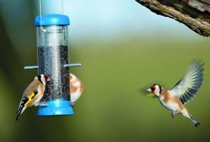 Goldfinch Carduelis carduelis, feeding from a garden feeder, Co. Durham, November