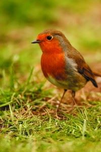 Garden birds: Robin, Erithacus rubecula, on lawn.