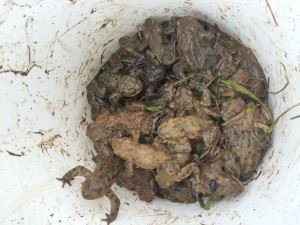 bucketful of toads
