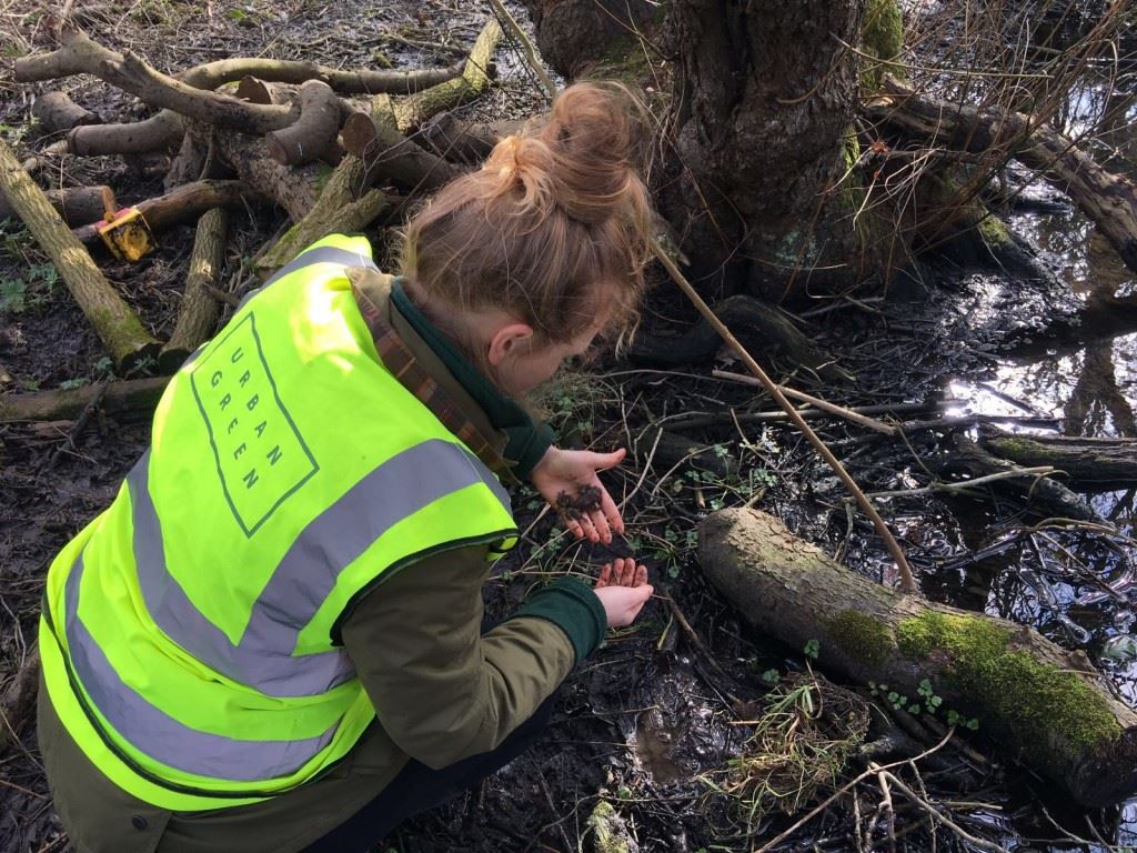 New home for toads at D'Urton Manor at Eastway, Preston