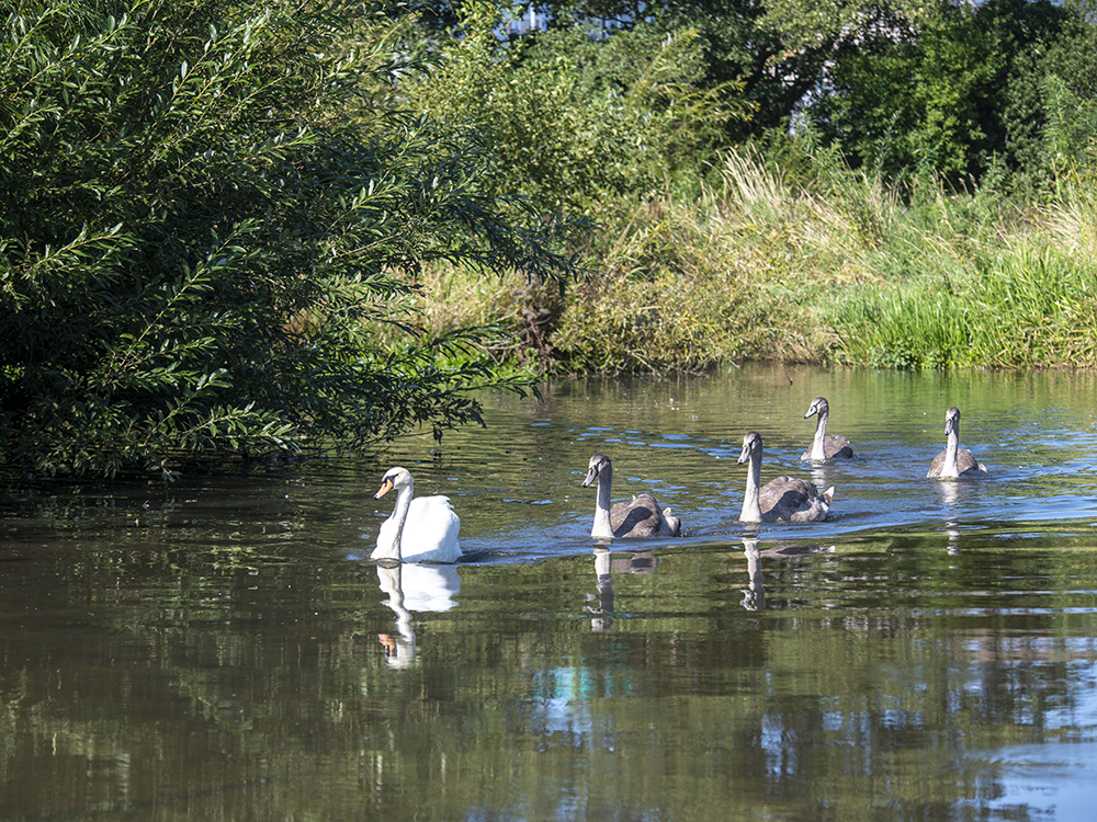 Pond in Harrington Nature Reserve | High Harrington | Workington | Story Homes