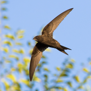 Building homes for people… and swifts!