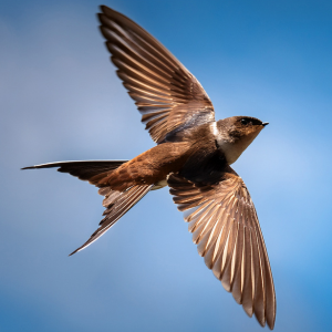 Building homes for people… and swifts!